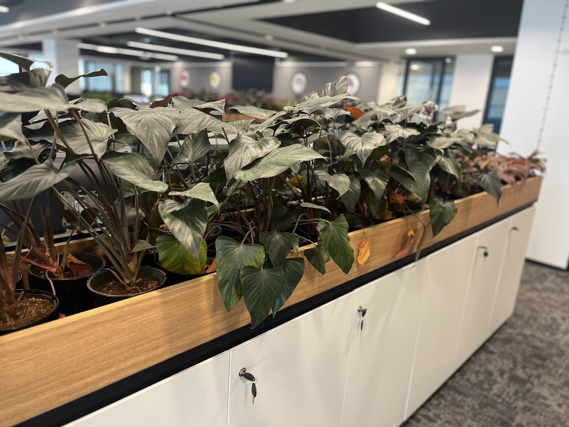 Corporate Indoor Plants